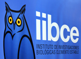 jornadas iibce