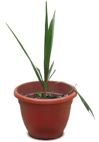 Palmera Pindó refugiada