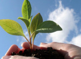 pequeña planta