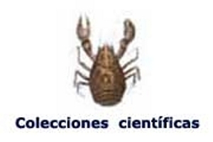 invertebrado