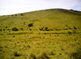 cerro