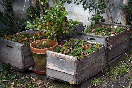 plantaciones